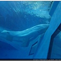 海生館7.jpg