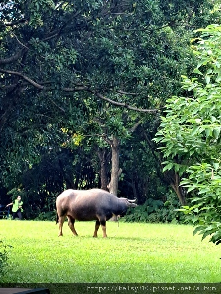 關渡公園19.jpg