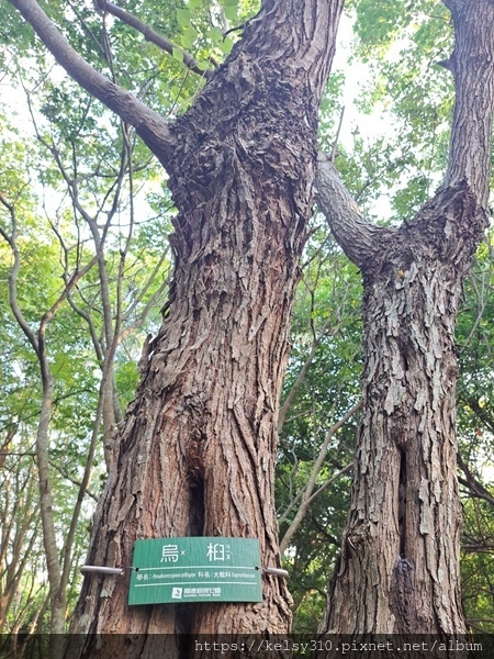 關渡公園34.jpg