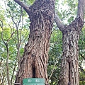 關渡公園34.jpg