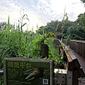 關渡公園53.jpg