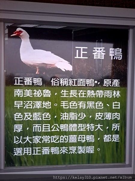 甲鳥園24.jpg