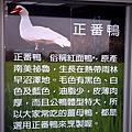 甲鳥園24.jpg