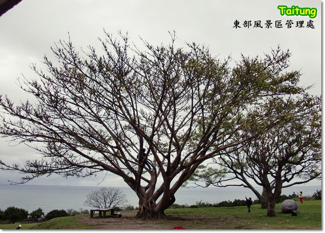 [東]東管處-東河包子-富岡漁港