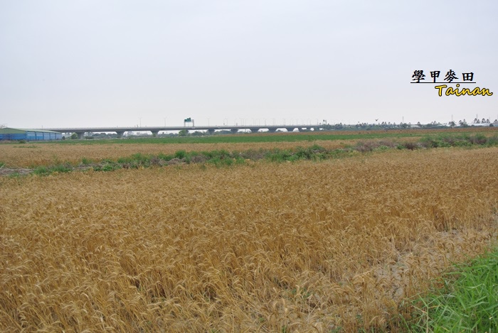 學甲麥田7.JPG 學甲麥田7.JPG