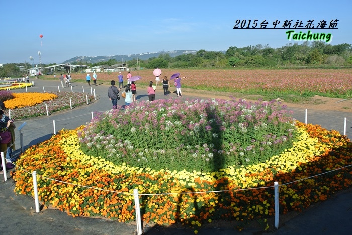 台中新社花海36