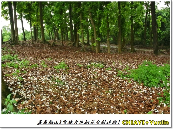 嘉義梅山+雲林古坑連線9.JPG