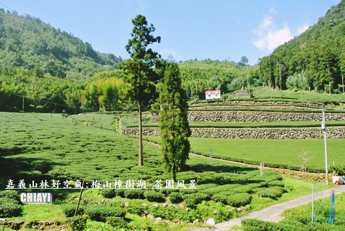 嘉義山林好空氣70