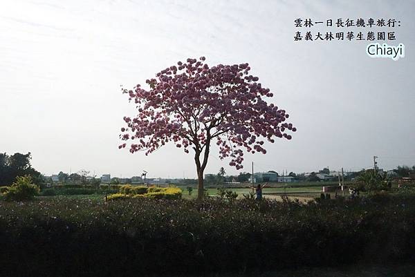 雲林一日長征旅行90.JPG