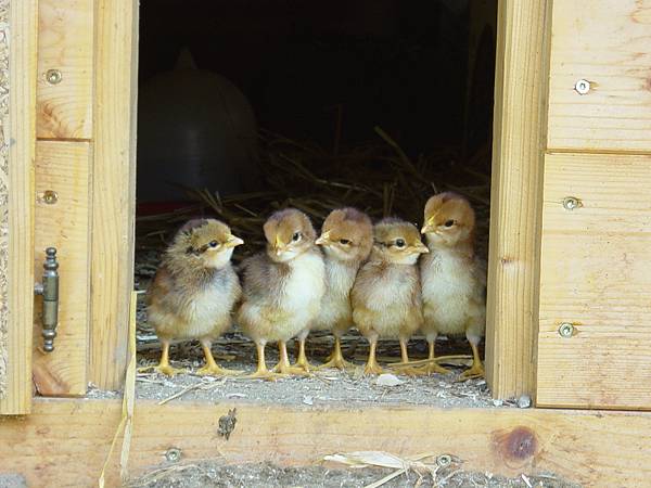 飼養.jpg