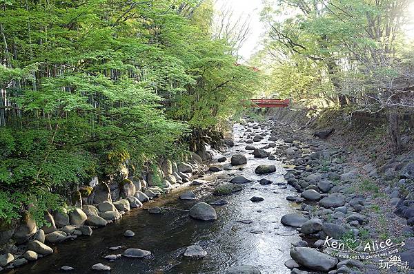 105.04東京旅遊_修禪寺桂橋竹林11.jpg