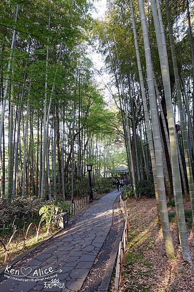 105.04東京旅遊_修禪寺桂橋竹林14.jpg