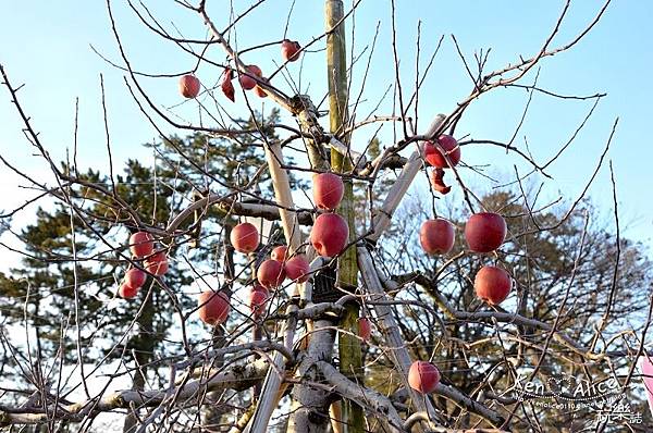 106.01日本青森_熱門景點推薦26.jpg