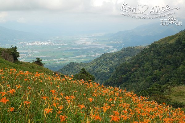 099.09.26_花東金針花016.jpg