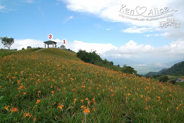 099.09.26_花東金針花011.jpg