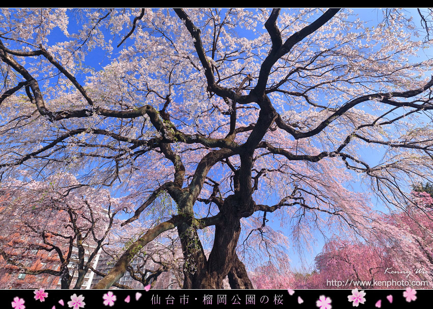 榴岡公園の春櫻 Kenny S Blog 旅遊攝影 痞客邦 榴岡公園の春櫻 Kenny S Blog 旅遊攝影 痞客邦