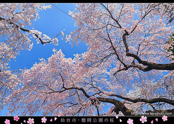 榴岡公園の春櫻 Kenny S Blog 旅遊攝影 痞客邦 榴岡公園の春櫻 Kenny S Blog 旅遊攝影 痞客邦