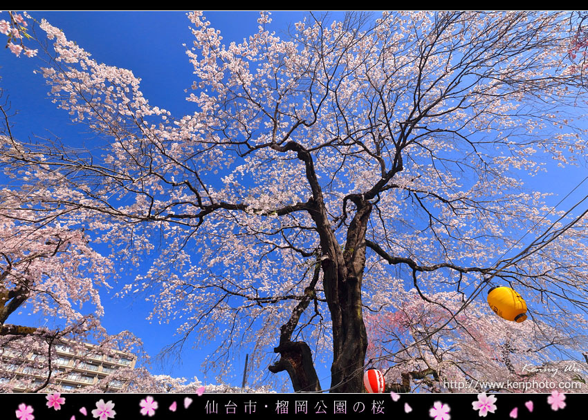 榴岡公園の春櫻 Kenny S Blog 旅遊攝影 痞客邦