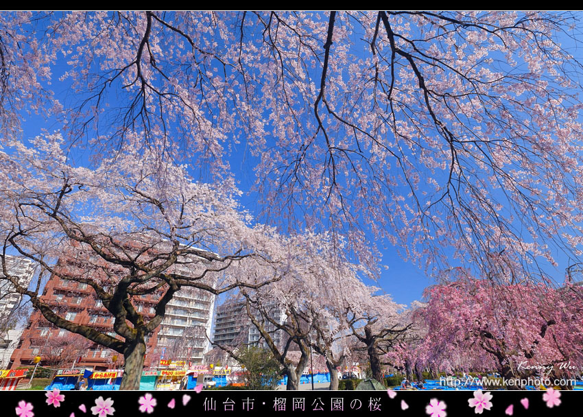 榴岡公園の春櫻 Kenny S Blog 旅遊攝影 痞客邦
