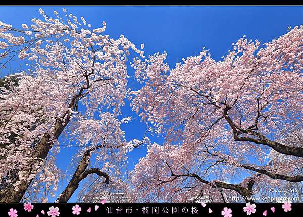 榴岡公園の春櫻 Kenny S Blog 旅遊攝影 痞客邦 榴岡公園の春櫻 Kenny S Blog 旅遊攝影 痞客邦