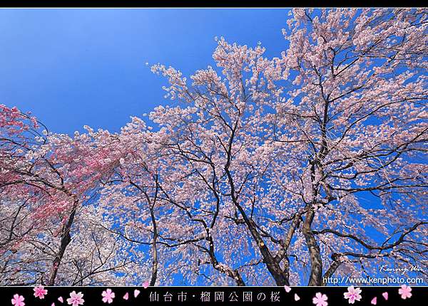 榴岡公園の春櫻 Kenny S Blog 旅遊攝影 痞客邦 榴岡公園の春櫻 Kenny S Blog 旅遊攝影 痞客邦