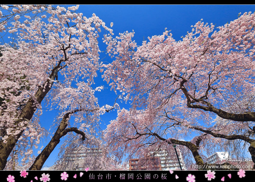 榴岡公園の春櫻 Kenny S Blog 旅遊攝影 痞客邦