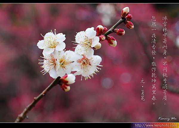 小石川植物園の梅花 Kenny S Blog 旅遊攝影 痞客邦