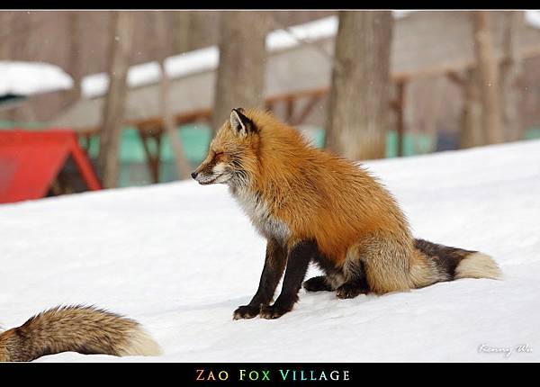 fox-vil06.jpg