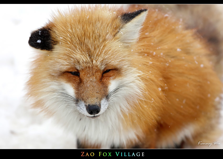 fox-vil08.jpg