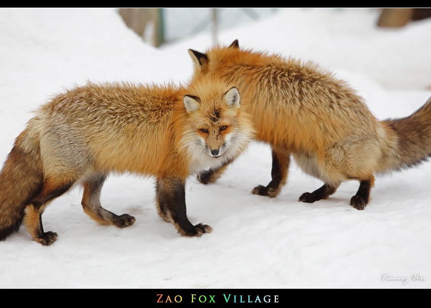 fox-vil18.jpg