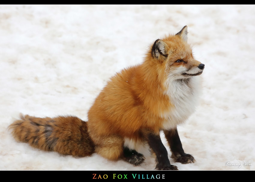 fox-vil19.jpg