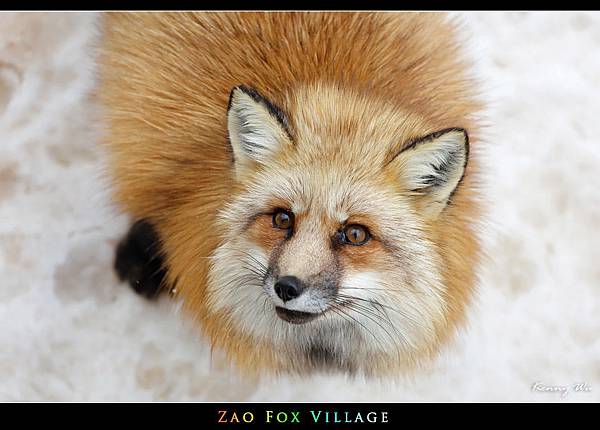 fox-vil27.jpg