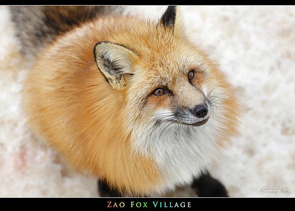 fox-vil26.jpg