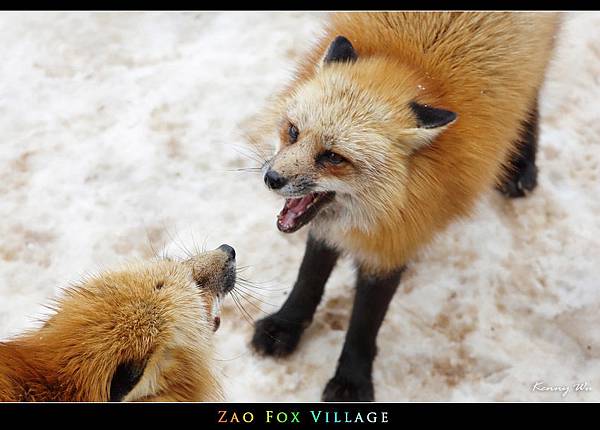 fox-vil29.jpg