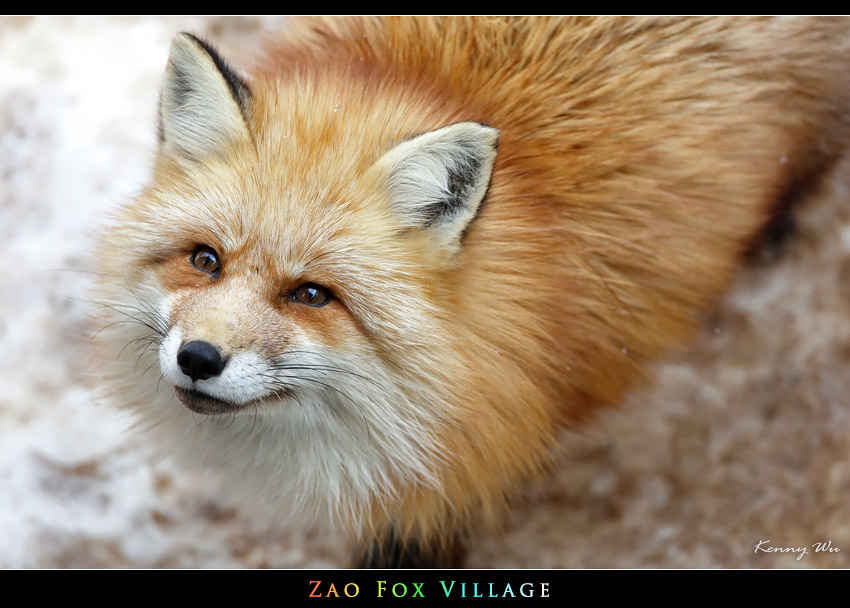 fox-vil30.jpg