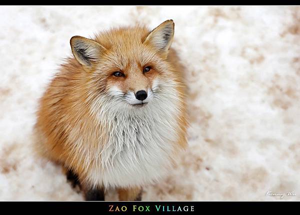 fox-vil28.jpg