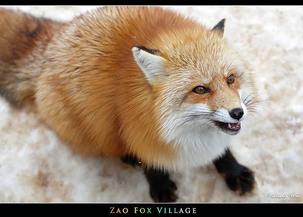 fox-vil31.jpg