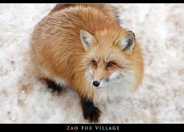 fox-vil34.jpg