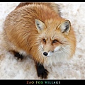 fox-vil34.jpg