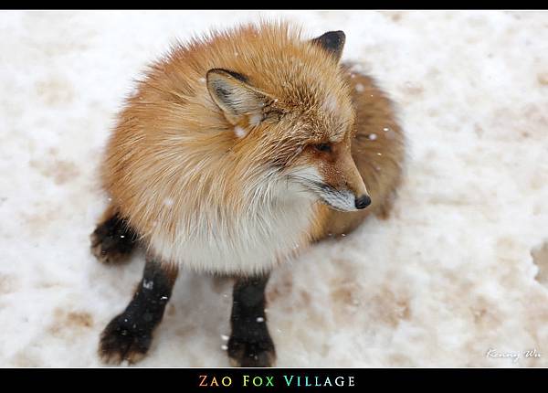 fox-vil37.jpg