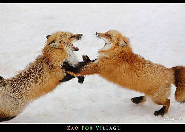 fox-vil44.jpg