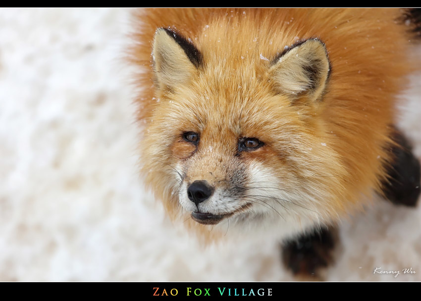 fox-vil42.jpg