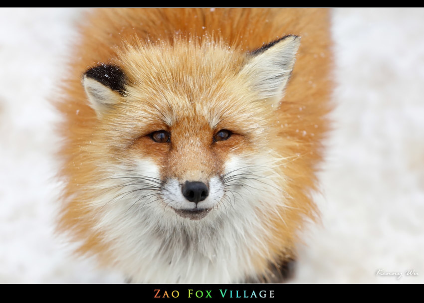 fox-vil45.jpg