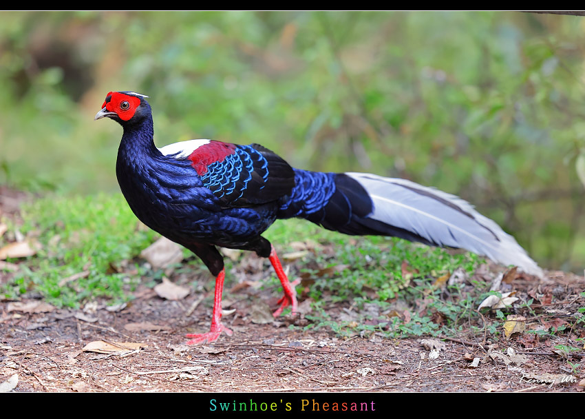 swinh01.jpg swinh01.jpg