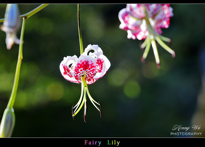 fairyli02.jpg