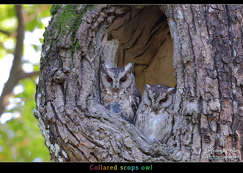 collasc-01.jpg collasc-01.jpg