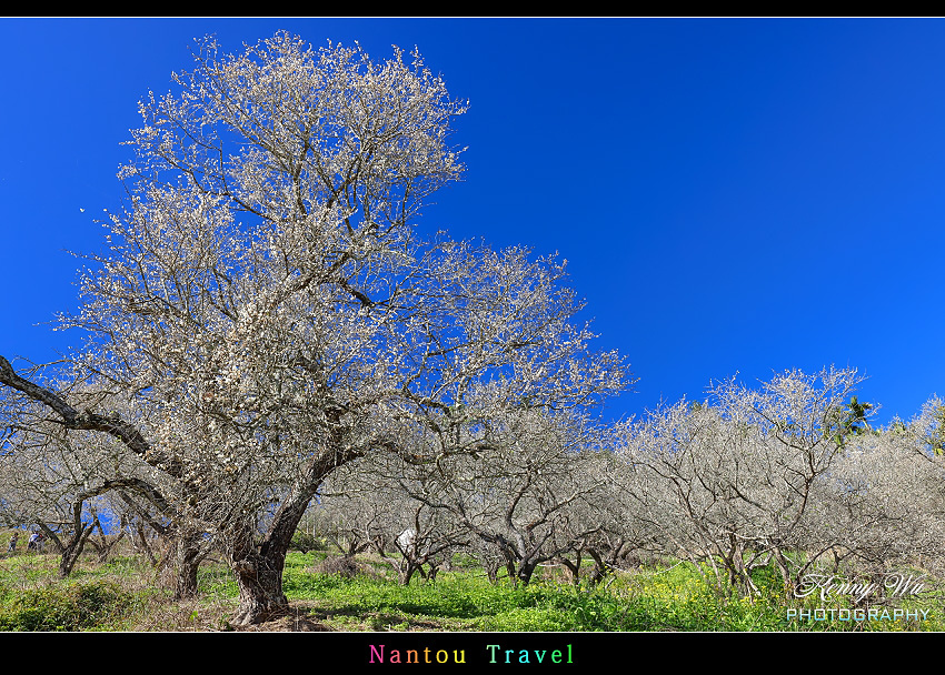 南投 九份二山 の 梅花季