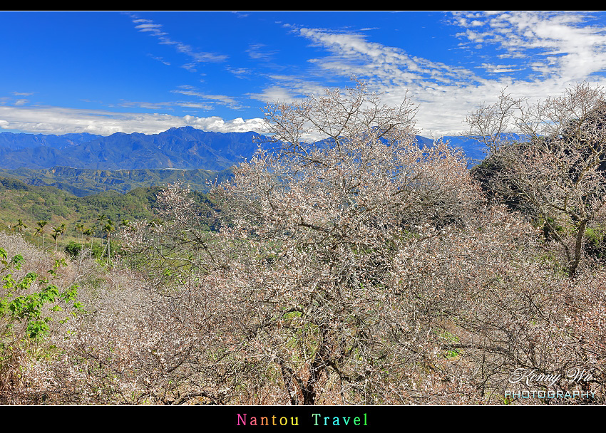 南投 九份二山 の 梅花季