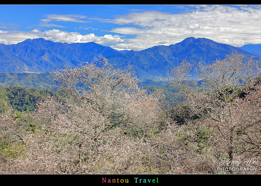 南投 九份二山 の 梅花季