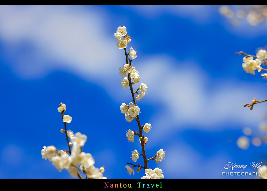 南投 九份二山 の 梅花季